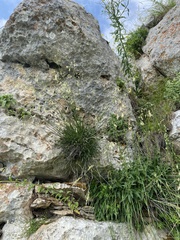 Silene saxatilis, photograph (c) Илья Руденко, some rights reserved (CC BY)