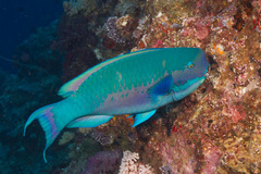 Chlorurus microrhinos