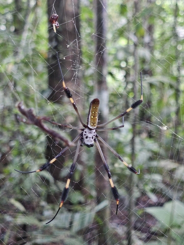 Golden Silk Spider