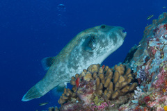 Arothron caeruleopunctatus