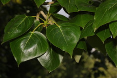 Alpine Poplar (Populus hastata)