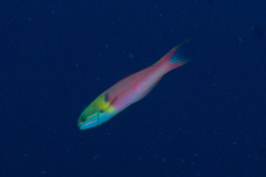 Thalassoma amblycephalus