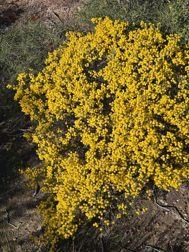 Acacia leptospermoides leptospermoides