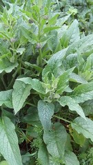 Symphytum × uplandicum