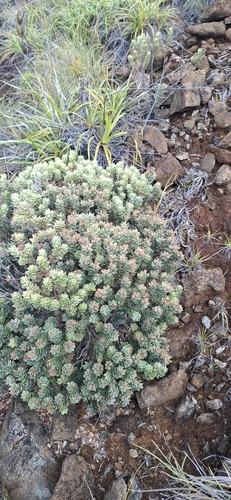Cyathopsis albicans observed 2026-08-02