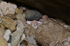 Cantharidella picturata