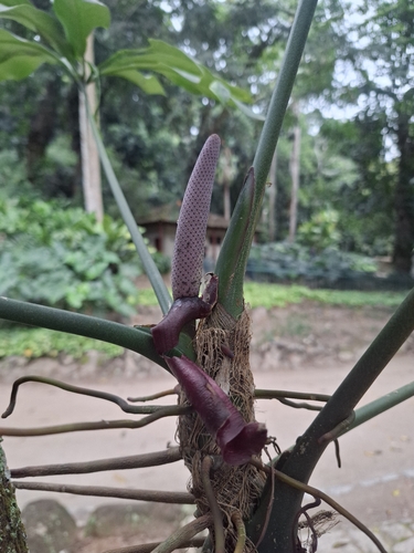Anthurium pentaphyllum, photograph 6