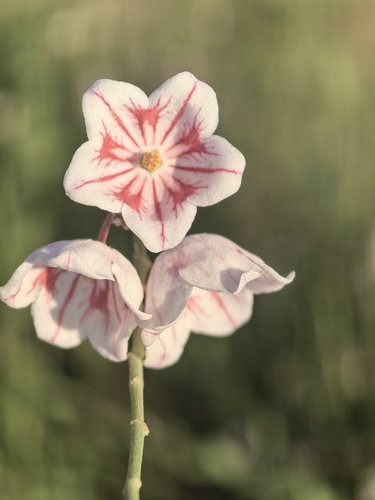 Apocynum pictum