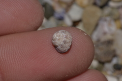 Cantharidella picturata