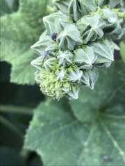 Rhopalapion longirostre