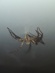 Oxyopes lineatus