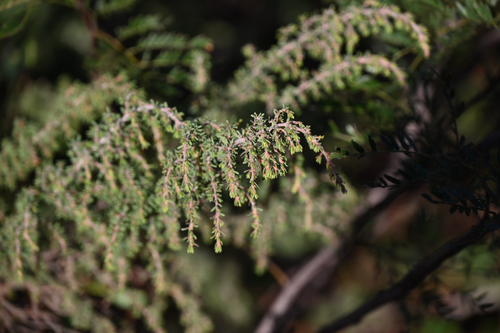 Pultenaea hispidula, photograph 6
