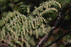 Pultenaea hispidula, photograph (c) Bryce Watts-Parker, some rights reserved (CC BY)
