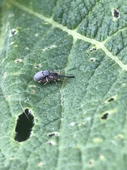 Rhopalapion longirostre