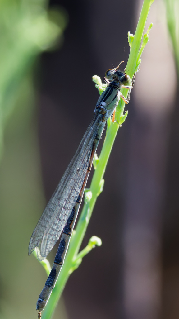 Alkali Bluet