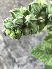 Rhopalapion longirostre