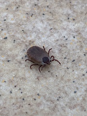 Rhipicephalus sanguineus