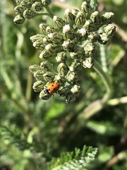 Hippodamia variegata