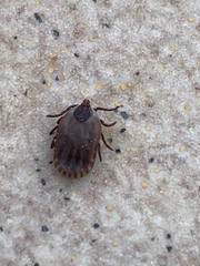 Rhipicephalus sanguineus