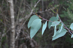 Eucalyptus sieberi