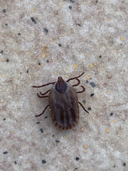 Rhipicephalus sanguineus