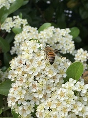 Apis mellifera