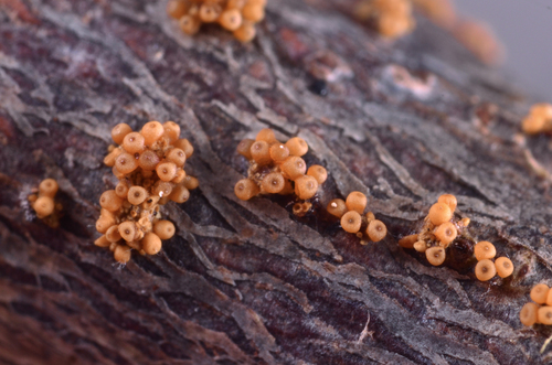 Clonostachys compactiuscula