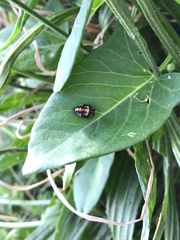 Coccinellidae