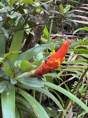 Guzmania berteroniana