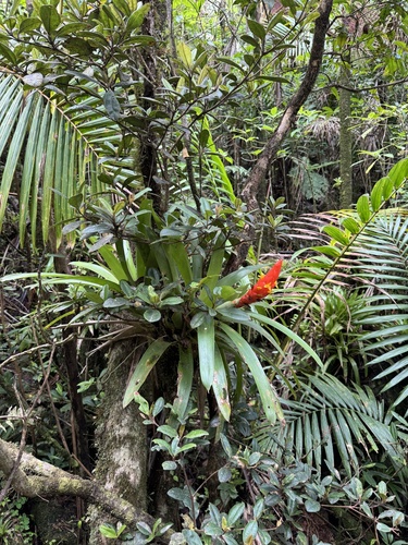 Guzmania berteroniana, photograph 2