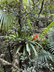 Guzmania berteroniana, photograph (c) John Burnett, some rights reserved (CC BY-SA)