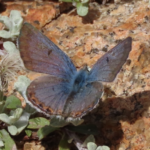 iNaturalist observation photo of Shasta Blue