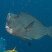 Bumphead Parrotfish - Photo (c) Mark Rosenstein, some rights reserved (CC BY-NC-SA), uploaded by Mark Rosenstein