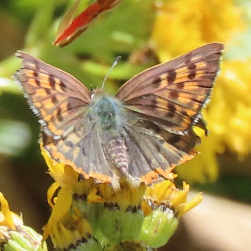 iNaturalist observation photo of Edith's Copper