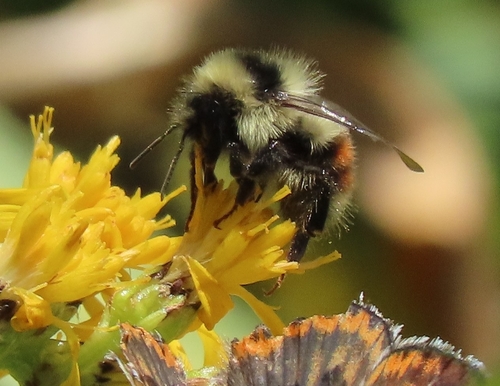 iNaturalist observation photo of Bumble Bees