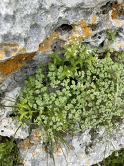 Thalictrum foetidum, photograph (c) Илья Руденко, some rights reserved (CC BY)