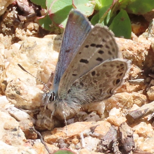 iNaturalist observation photo of Shasta Blue