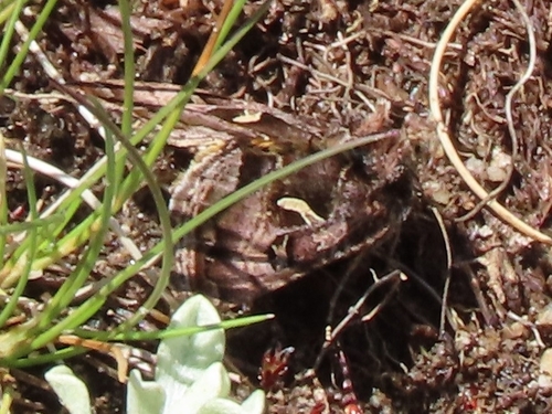 iNaturalist observation photo of Owlet Moths and Allies