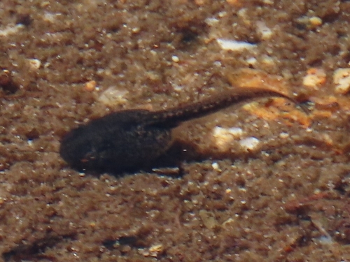 iNaturalist observation photo of Frogs and Toads