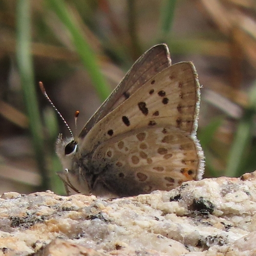 iNaturalist observation photo of Edith's Copper