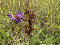 Orobanche caryophyllacea