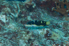 Thalassoma
