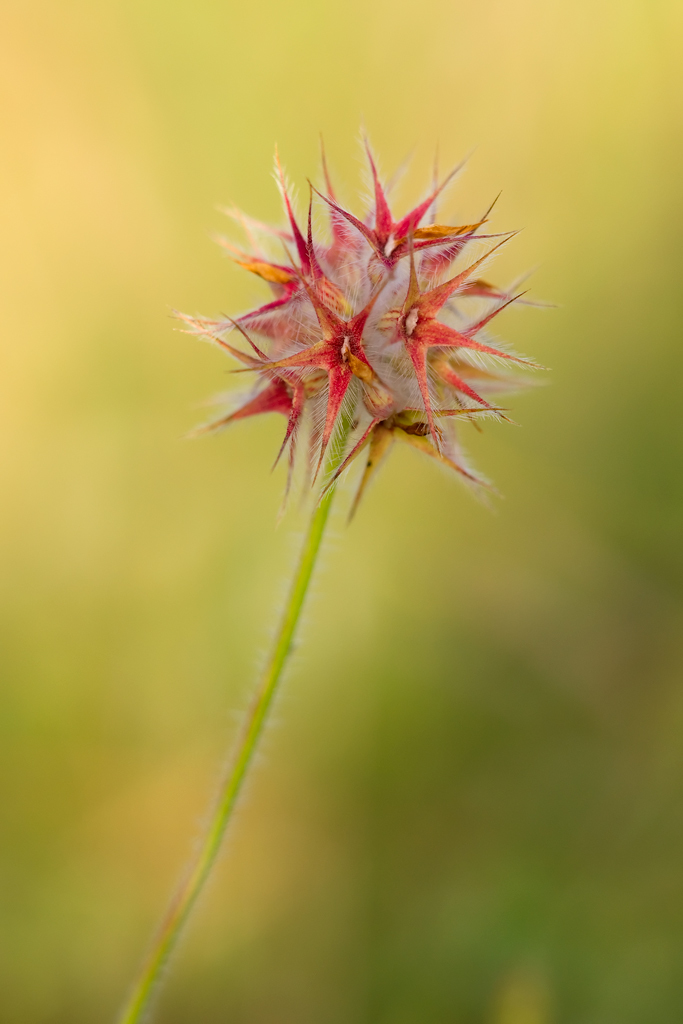 Trifolium stellatum