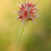 Trifolium stellatum - Photo (c) Juan Sevilla, algunos derechos reservados (CC BY-NC-ND)