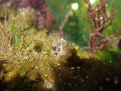 Haliclystus sanjuanensis