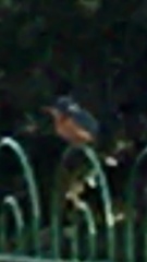 Alcedo atthis