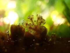 Haliclystus sanjuanensis