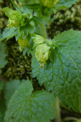 Scrophularia vernalis