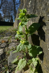 Scrophularia vernalis