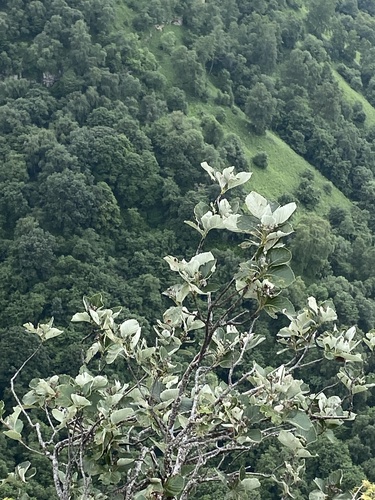 Aria graeca, photograph 2